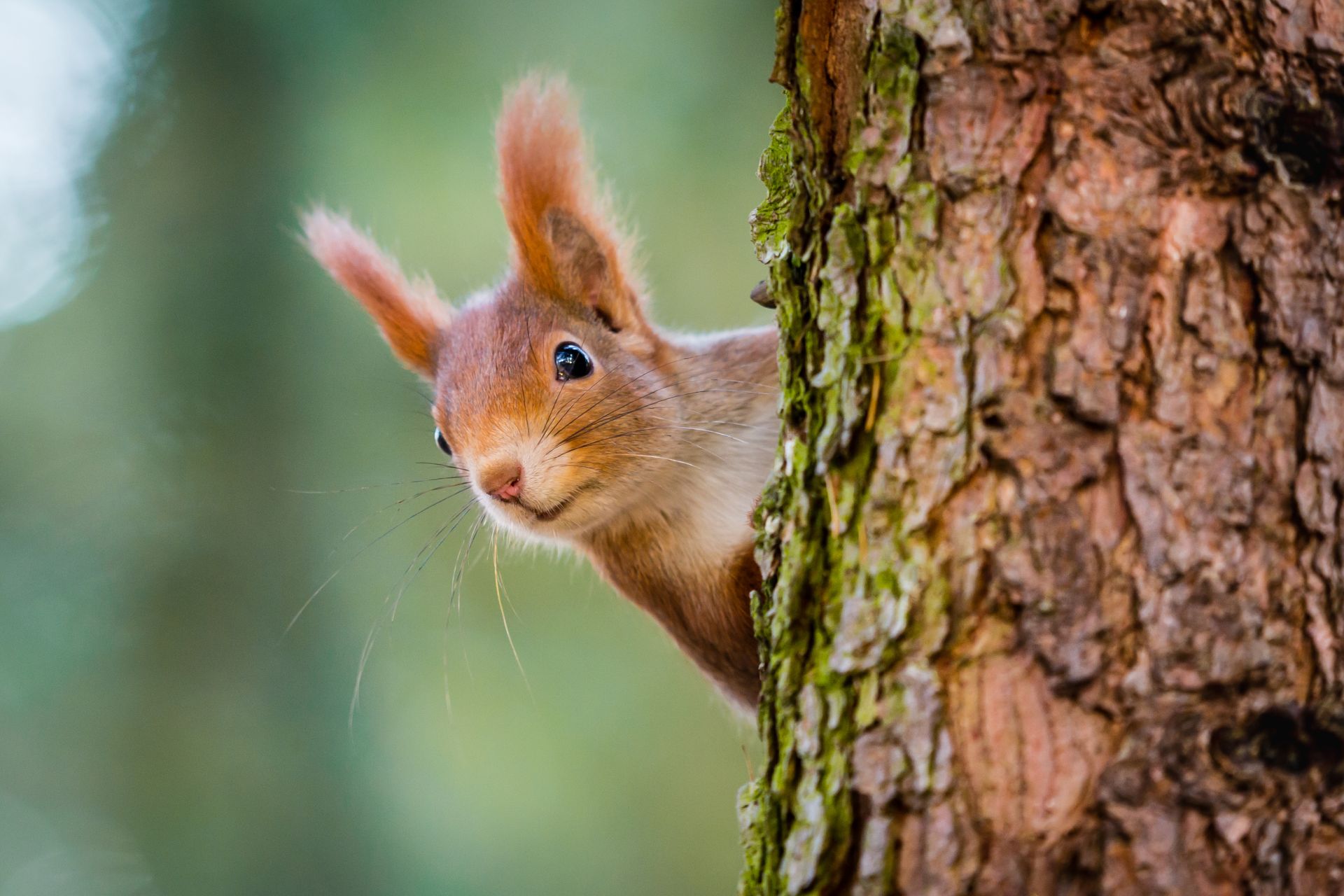 Eichhörnchen klettert einen Baum hoch.