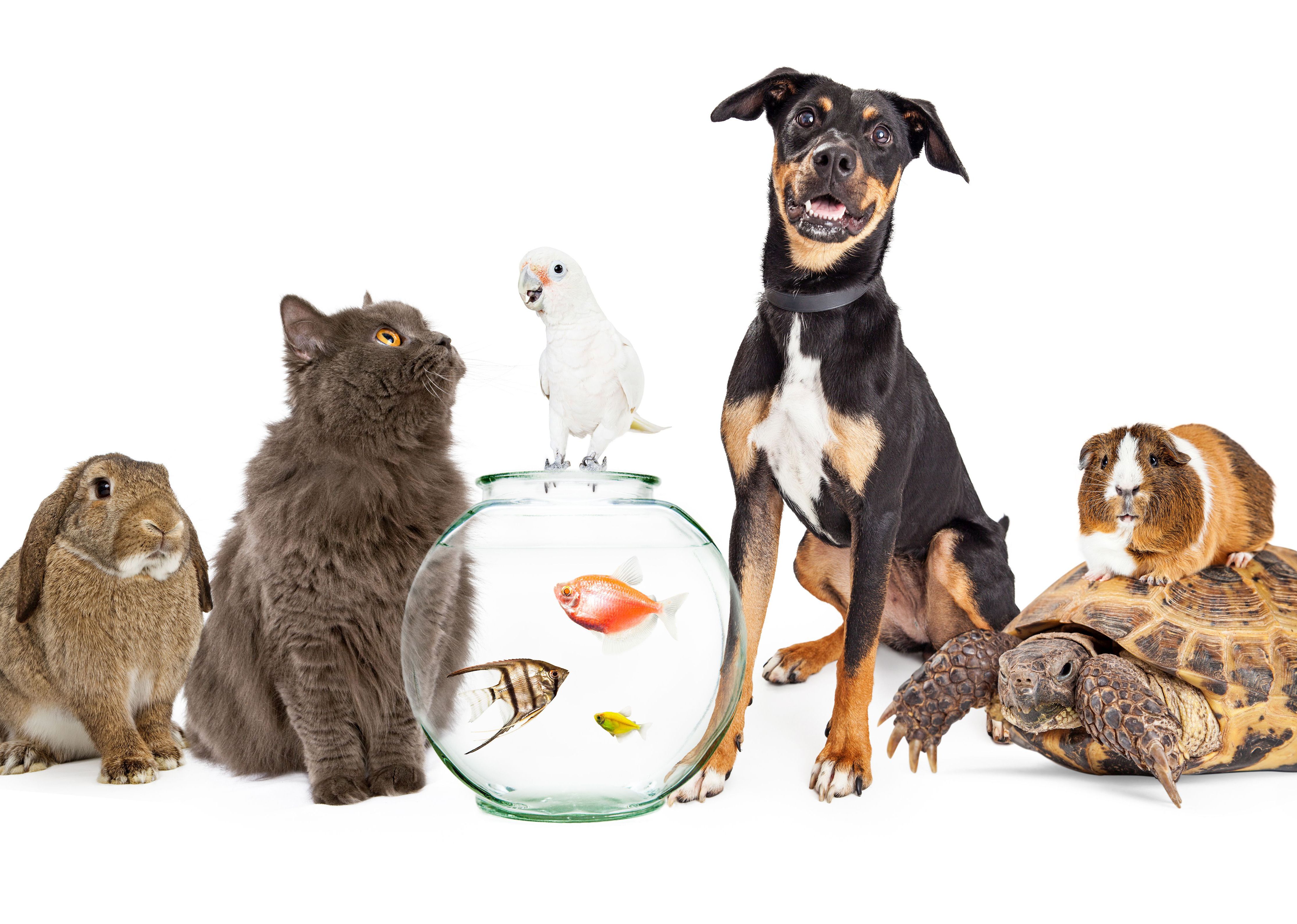 Hase, Katze, Vogel, Fische, Hund, Schildkröte und Meerschweinchen.