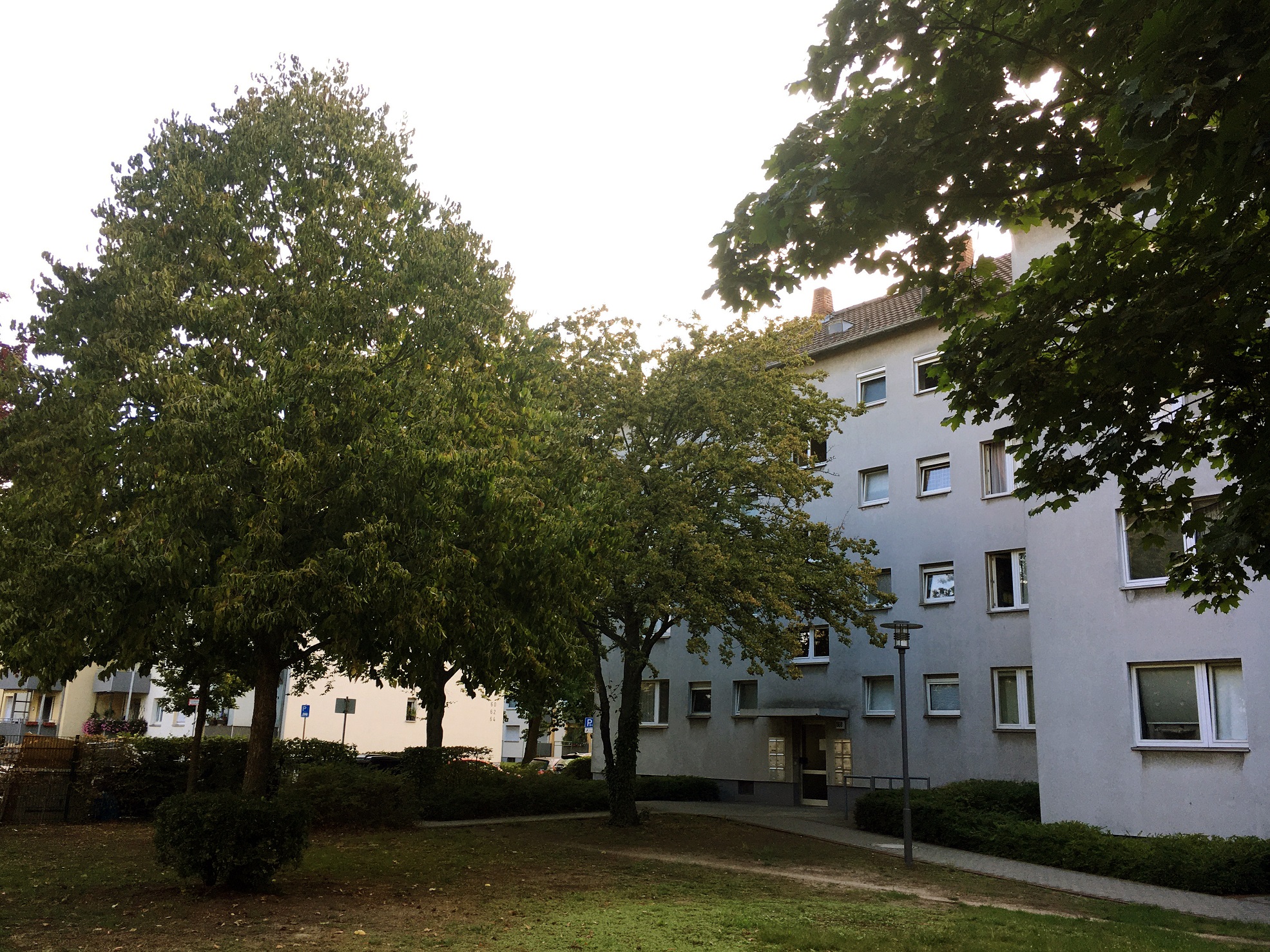 Baumbestand der NHW in Frankfurt-Griesheim. Foto: NHW.