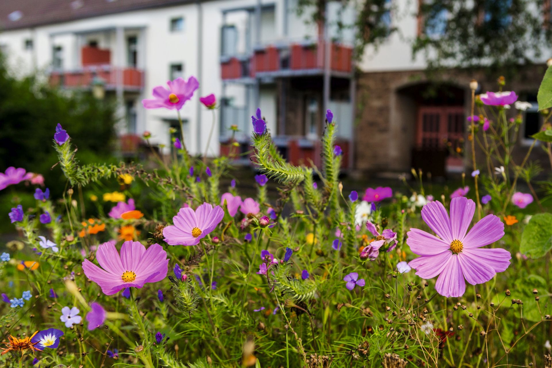 Blumenwiese im Vordergrund, im Hintergrund mehrgeschossiges Gebäude